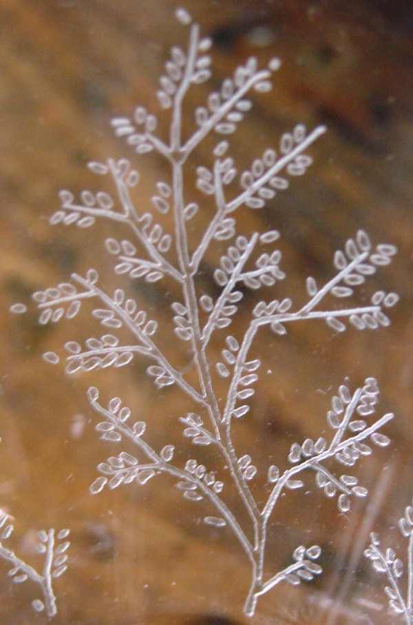 Fostoria #   4 Lynwood Crystal Print Etch