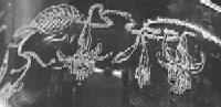 Unknown Fuchsia Etch
