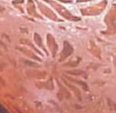 McKee Brocade