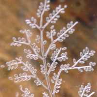 Fostoria #   4 Lynwood Crystal Print Etch