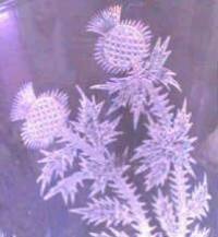 Morgantown Reyer Thistle Etch