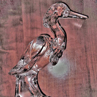 Imperial Egret