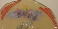 Indiana # 701 Decoration Ships Indiana # 701 Decoration Ships