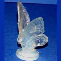 Sabino Butterfly