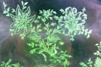 Cambridge # 517 "Early Wildflower" Etch